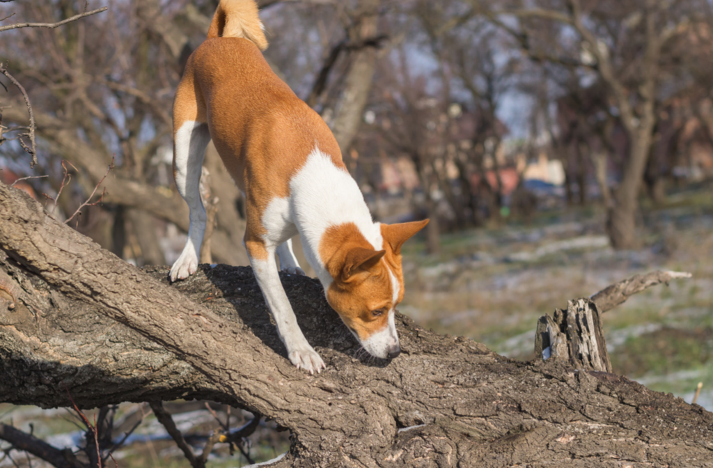 Scentwork training for dogs