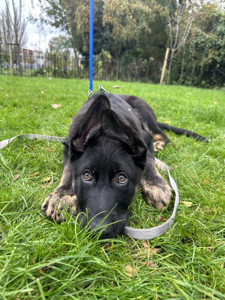 Puppy training in Kidderminster
