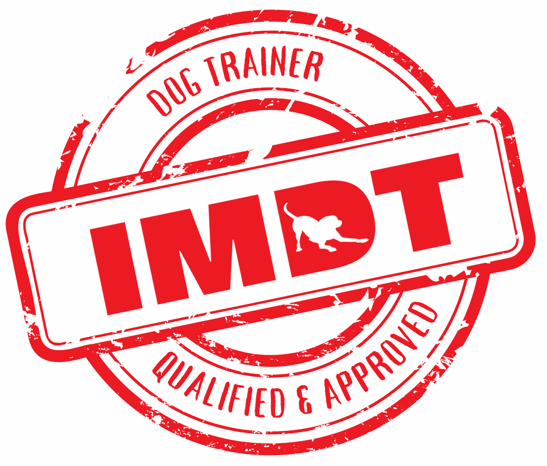 Qualified dog trainer