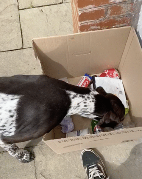 Anxious og building confidence by eating treats in a cardboard box