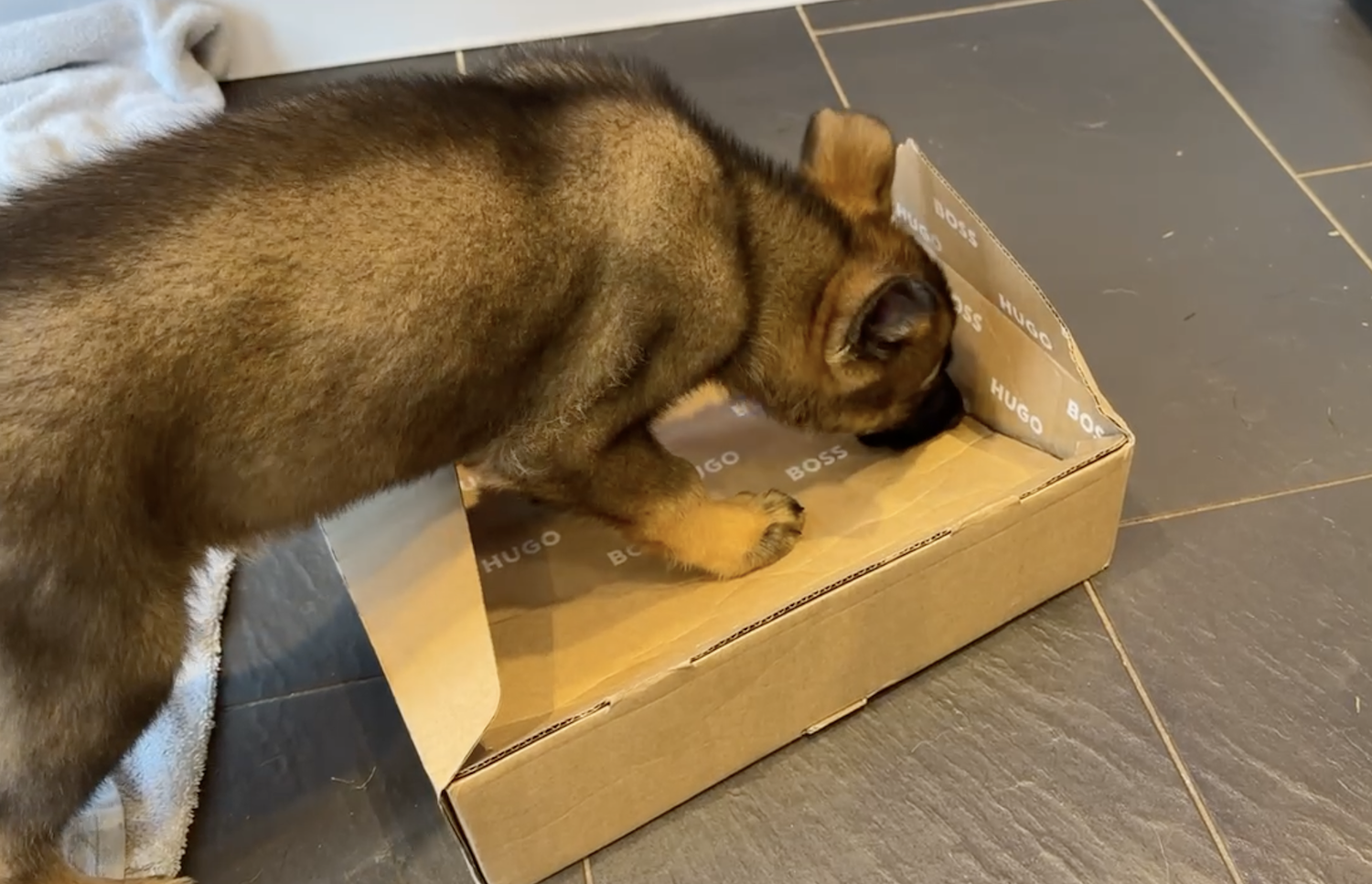 Puppy doing enrichment activities with cardboard box
