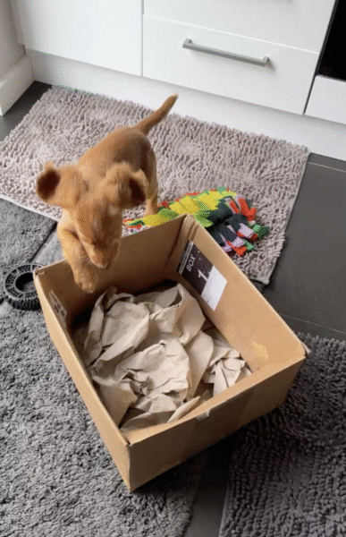 Puppy building confidence with positive reinforcement and cardboard box