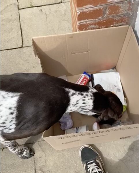 Dog behaviour