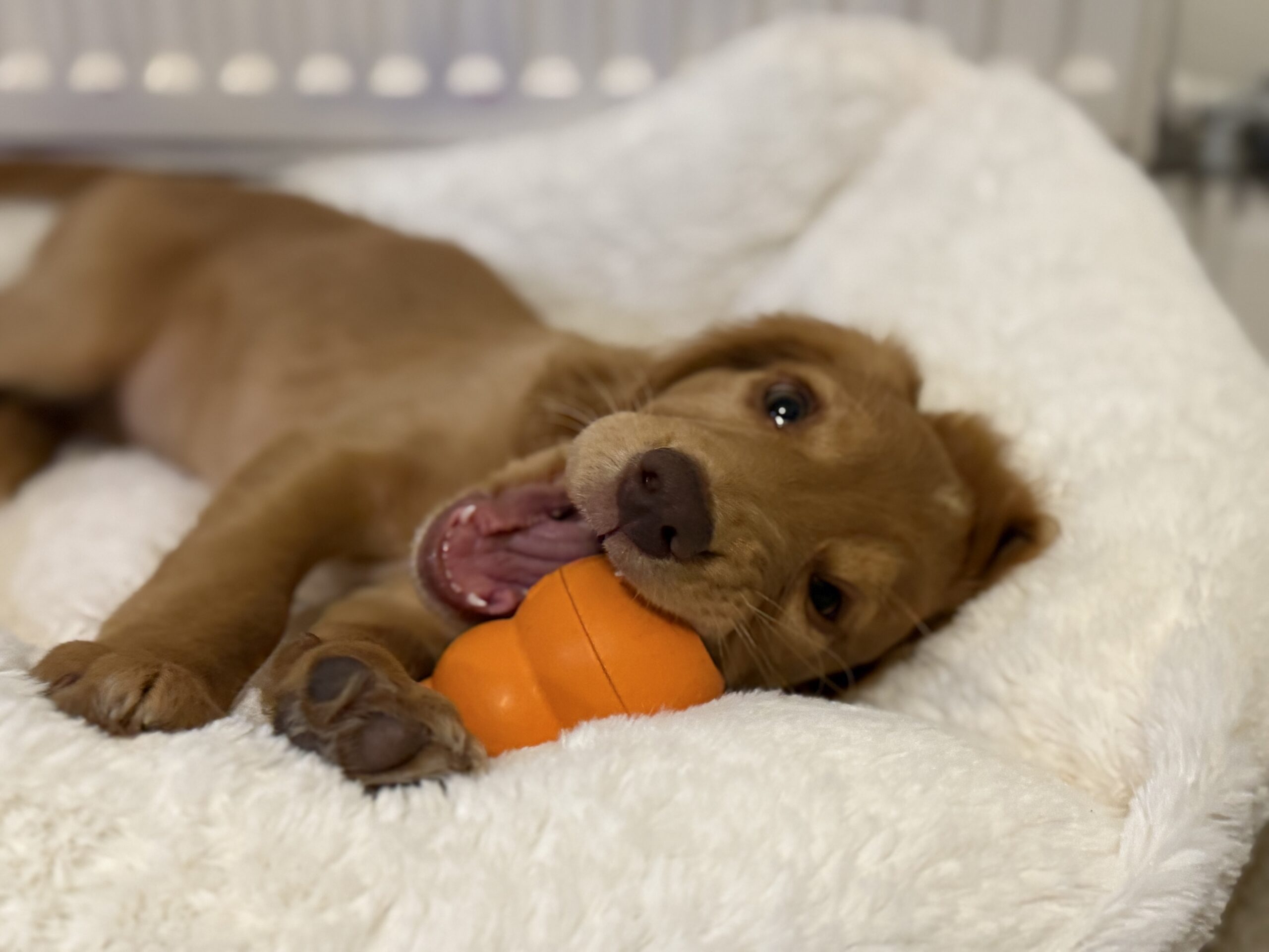 Puppy chewing a soft toy during a training session in Kidderminster