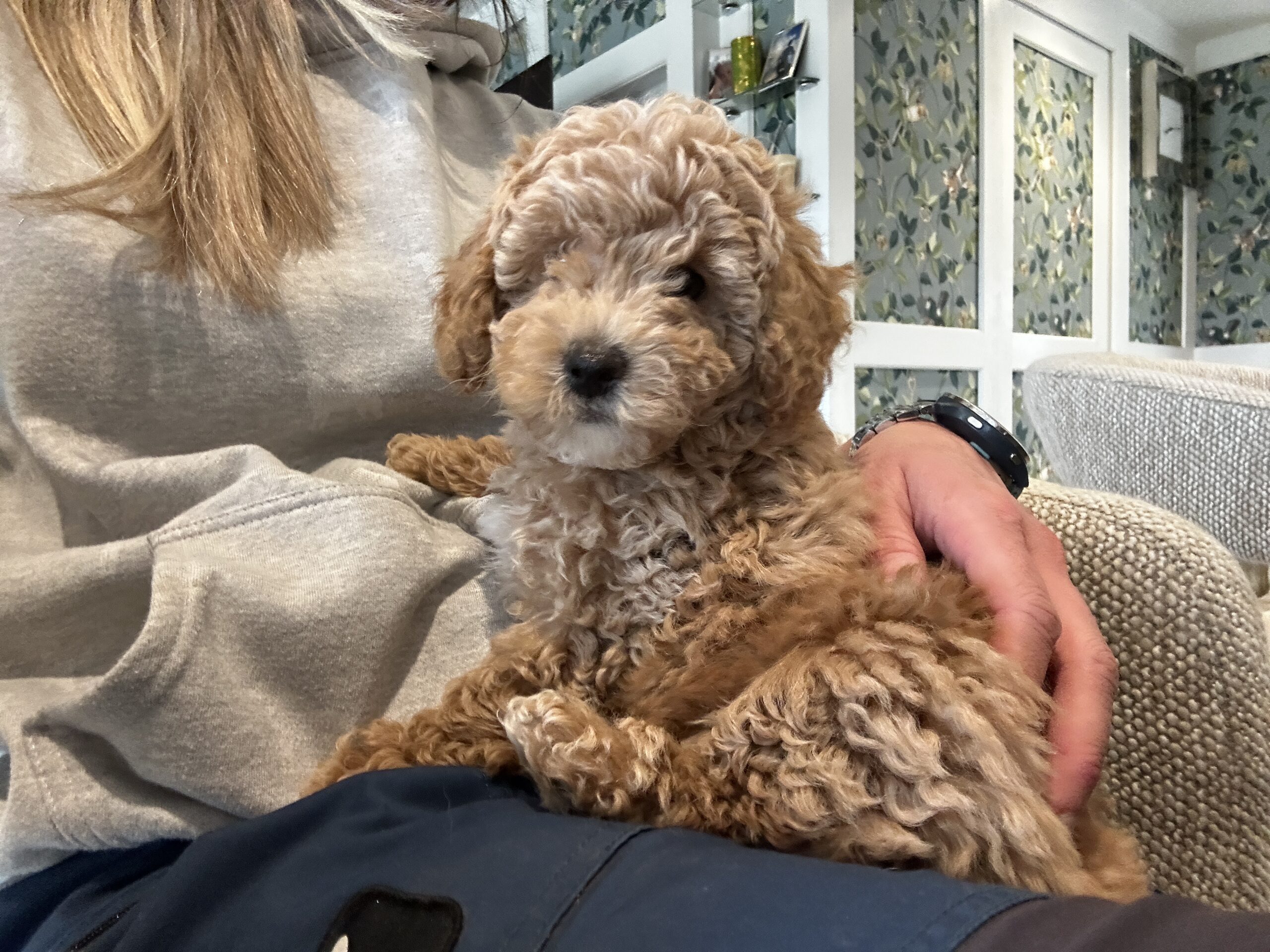 Puppy training kidderminster