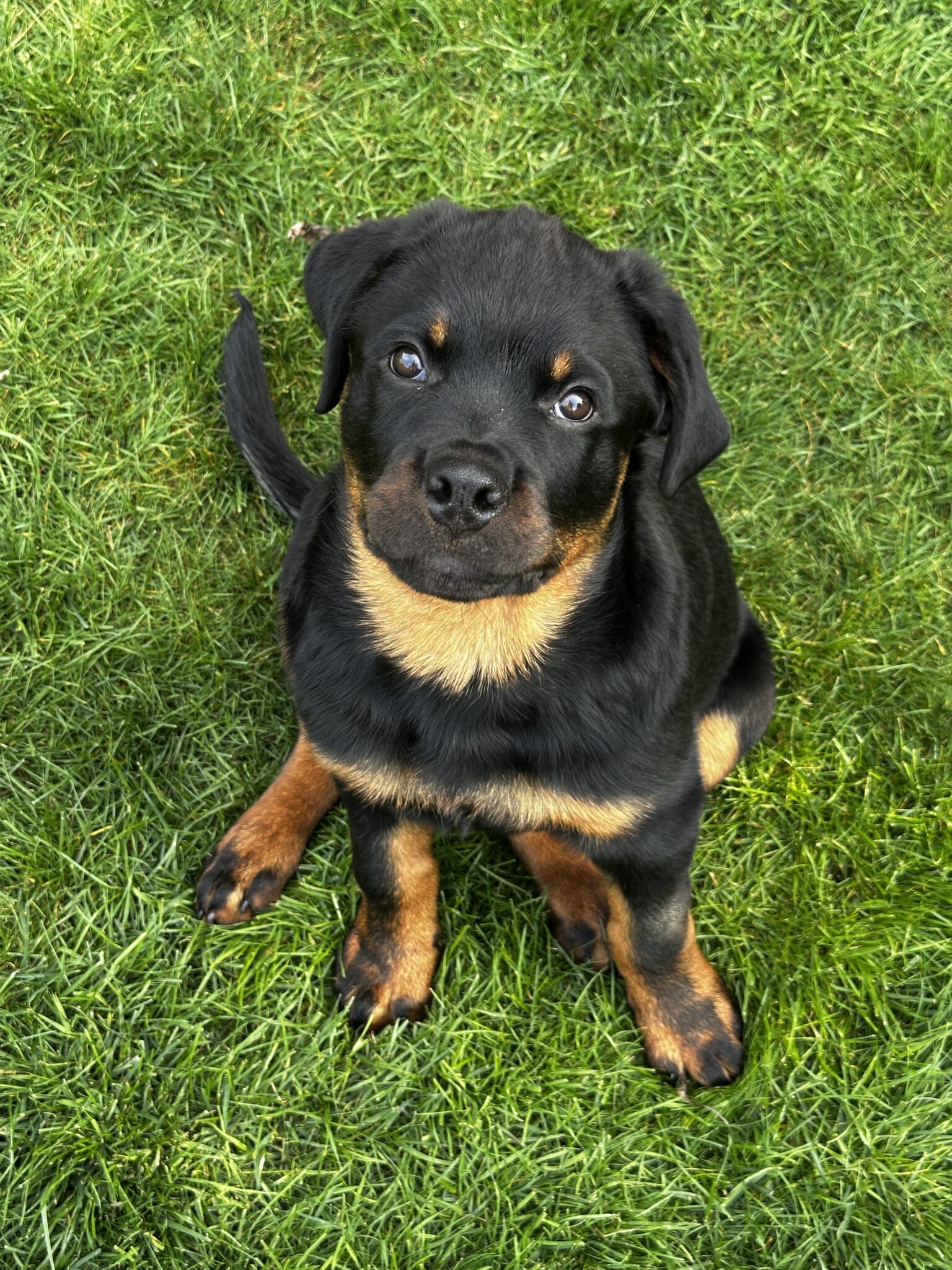 Puppy training kidderminster