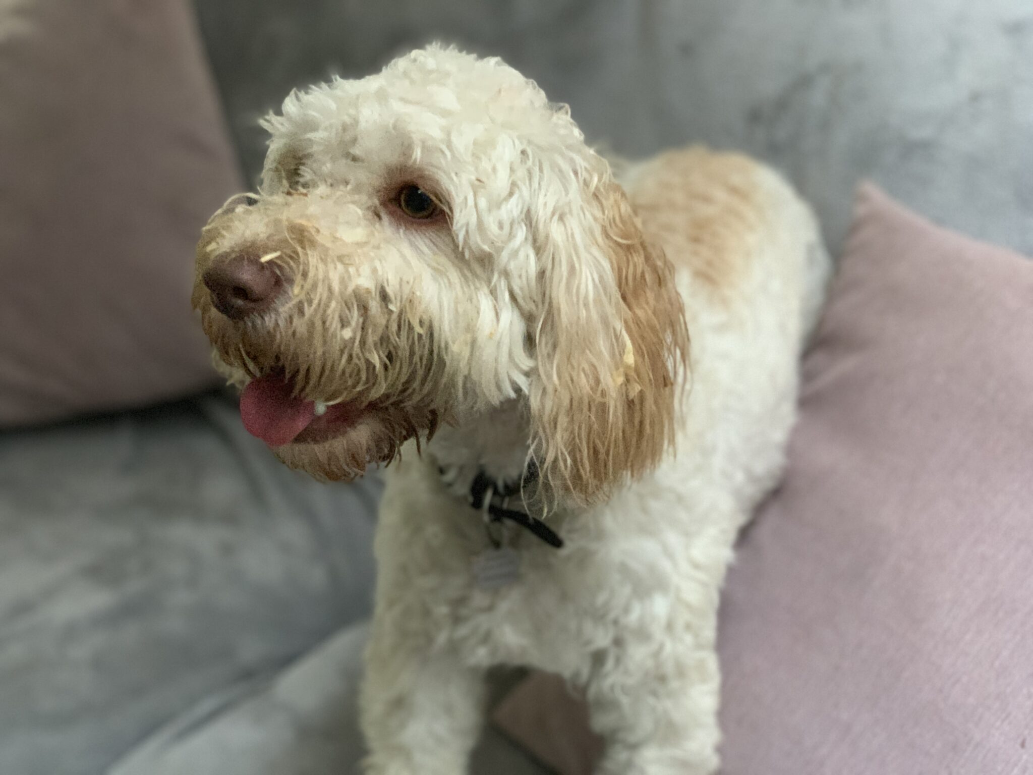 dog behaviourist Kidderminster