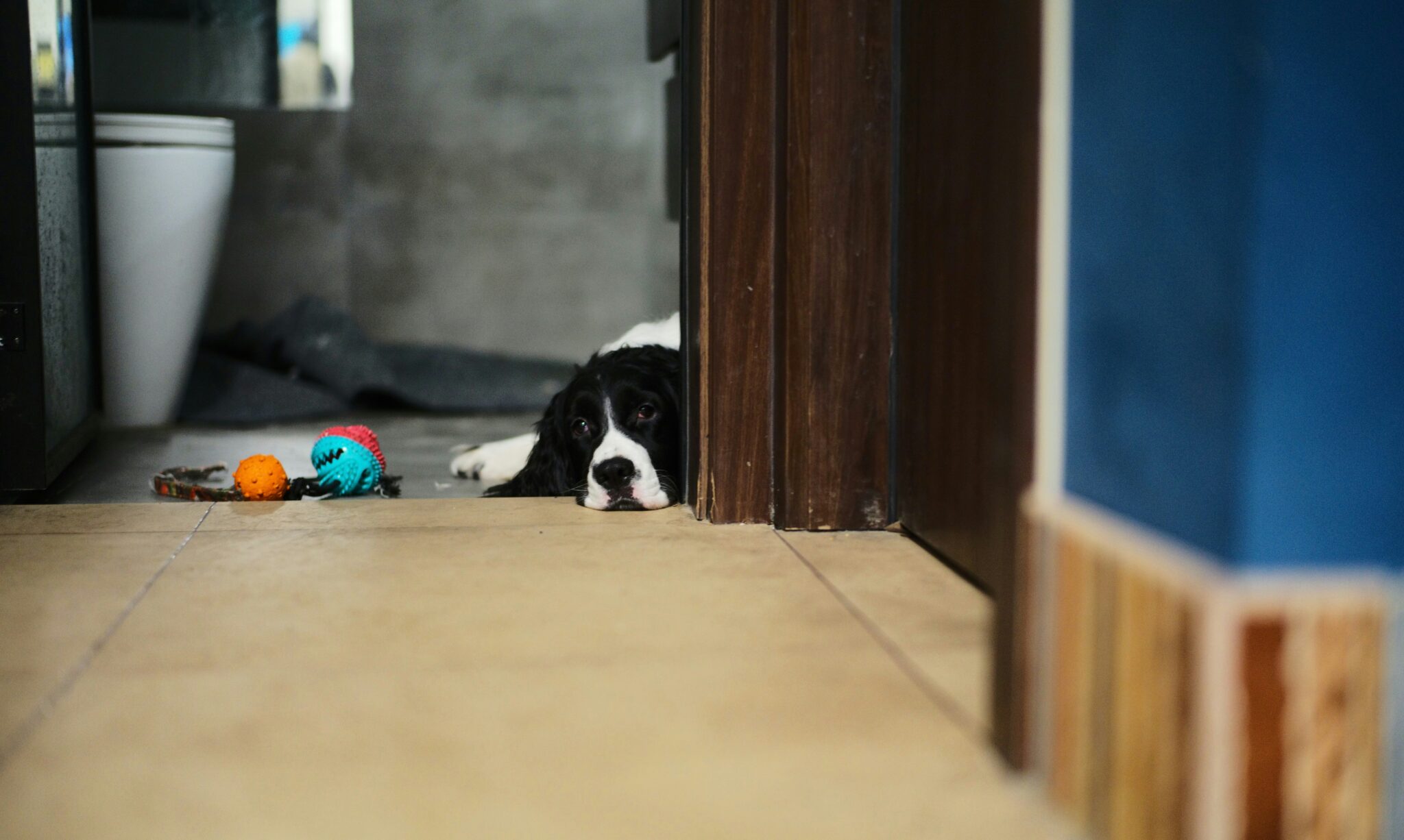 Anxious spaniel lying on the bathroom floor during fireworks, peeking around the doorway with toys left untouched nearby