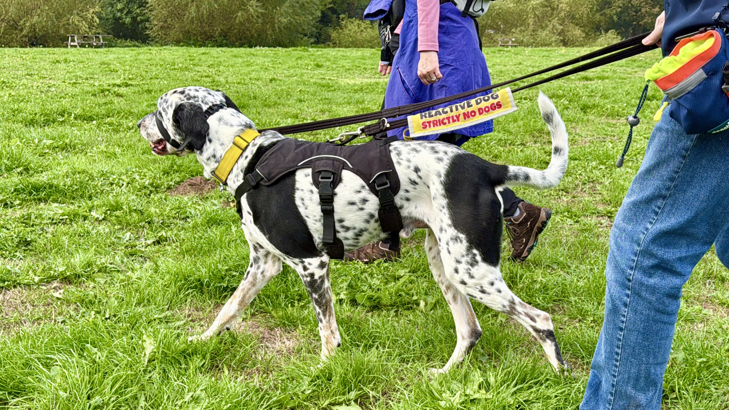 Reactive Dog on lead lunging and pulling in training session in Kidderminster, Worcestershire with The Confident K9