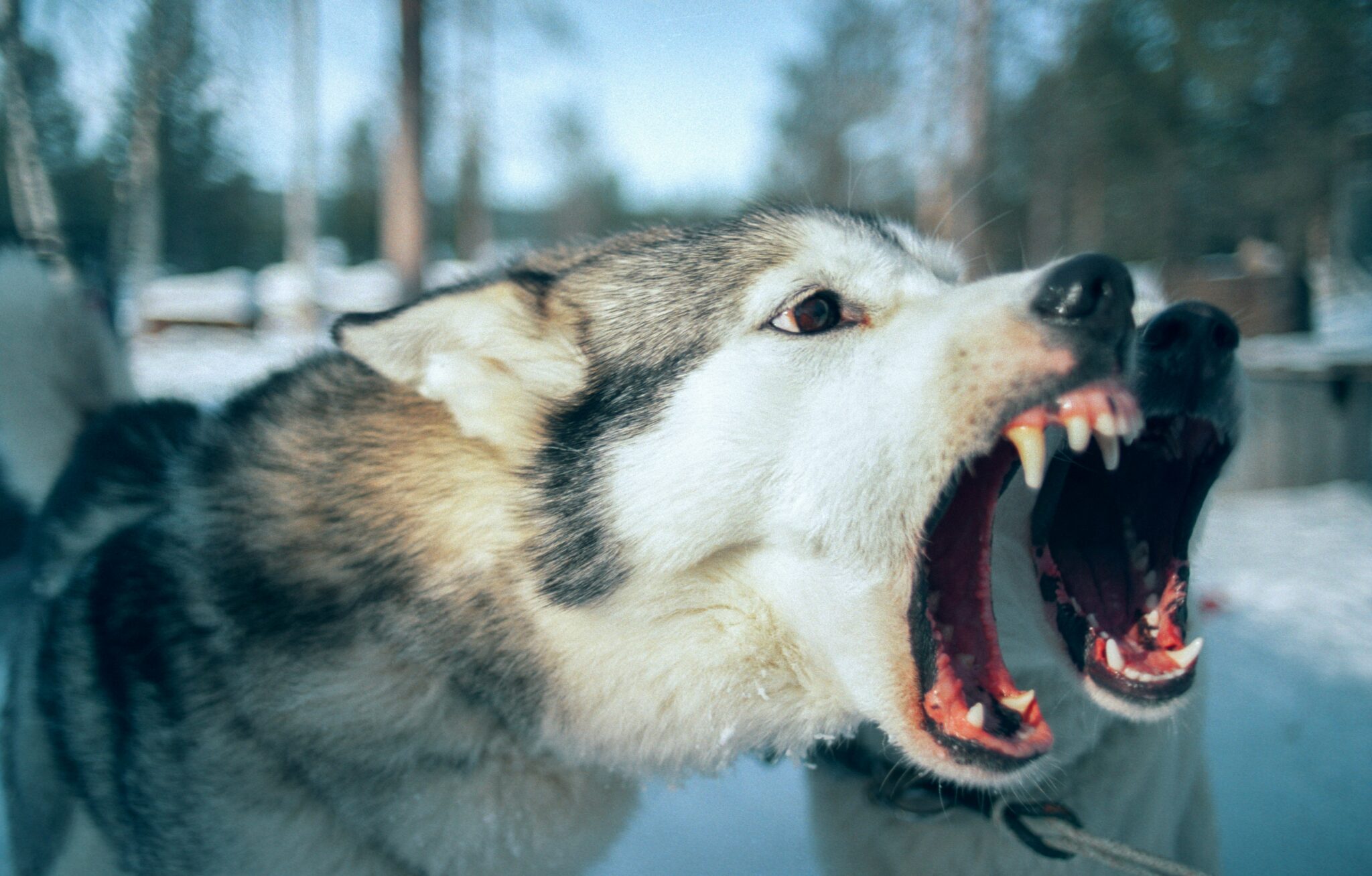 Dog agression training with The Confident K9