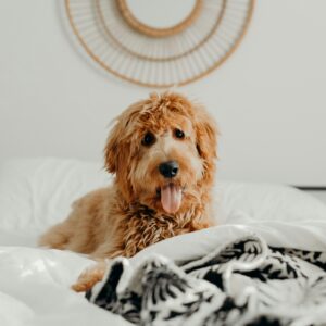 Cockapoo lying on bed at home — separation anxiety dog training programme The Confident K9