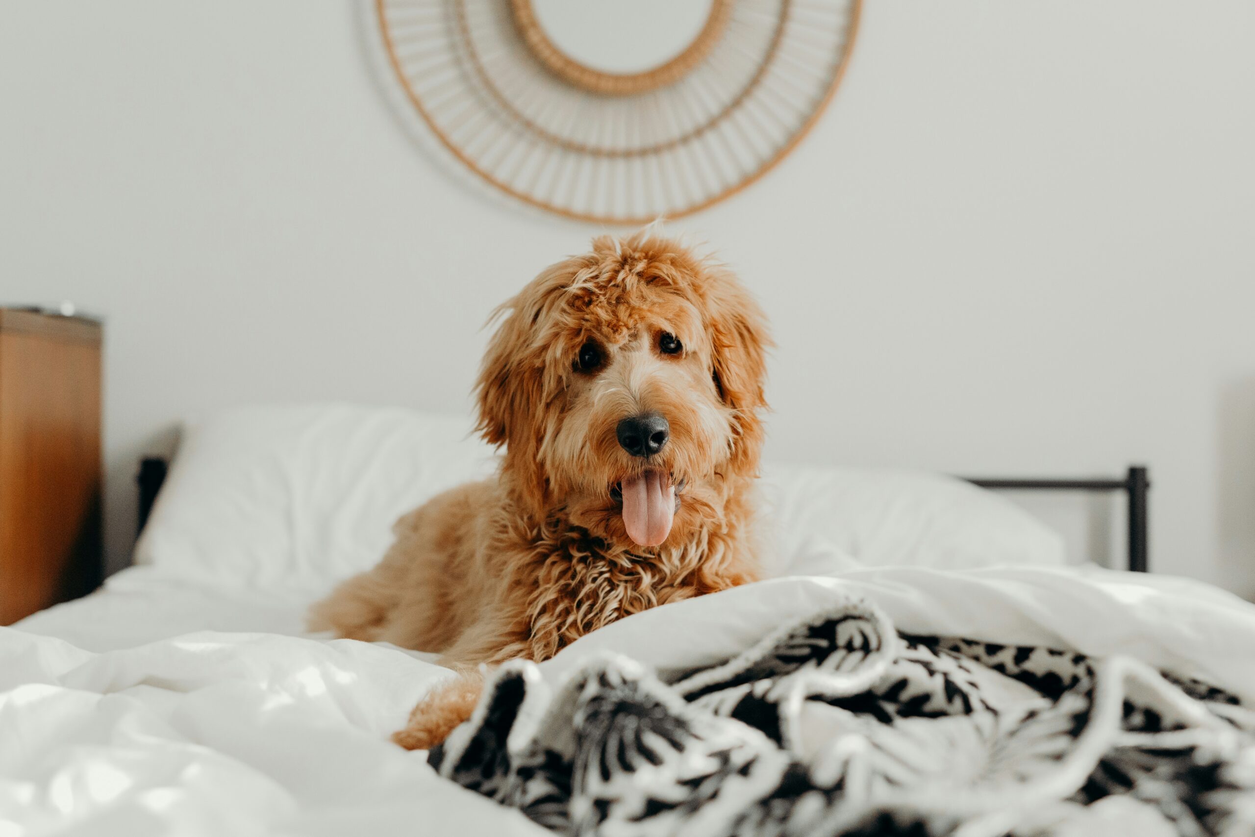 Cockapoo lying on bed at home — separation anxiety dog training programme The Confident K9