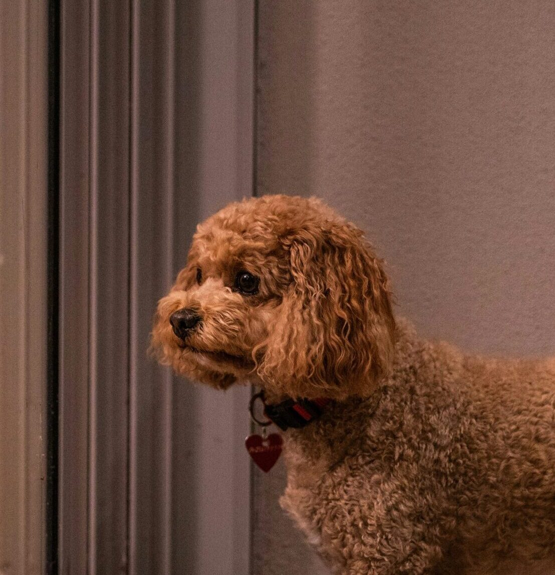 dog showing signs of separation anxiety waiting at door alone — The Confident K9 Kidderminster