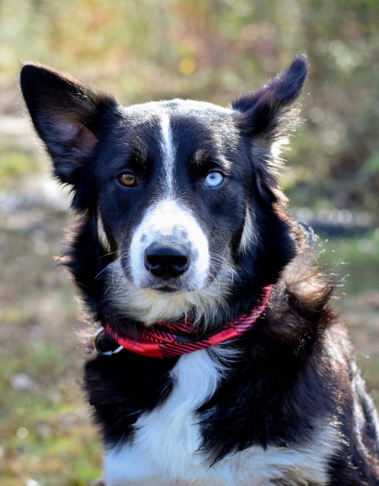 Dog behaviour training in Kidderminster The Confident K9 working with reactive collie