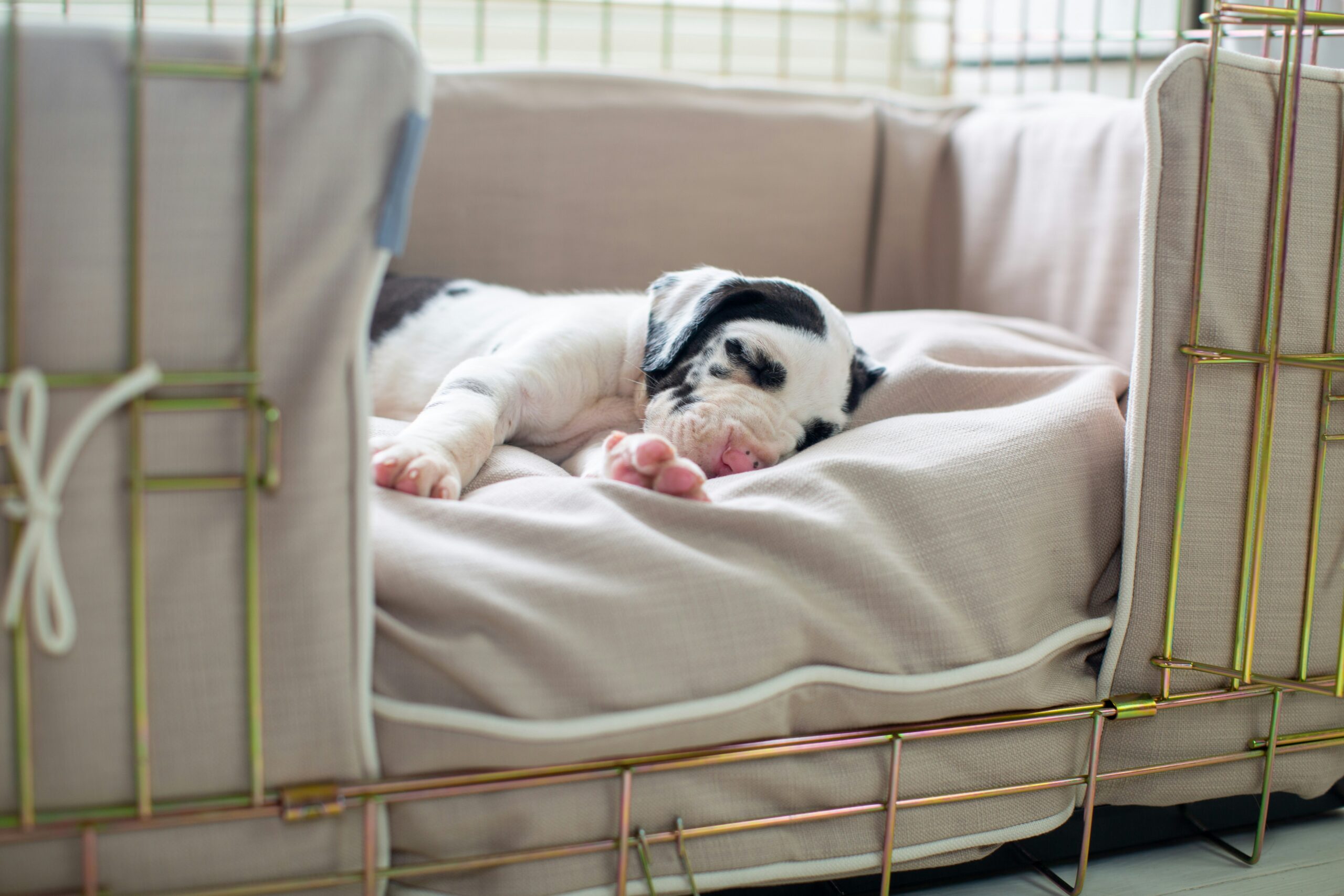 Puppy sleeping happily in a crate during a training session in Kidderminster