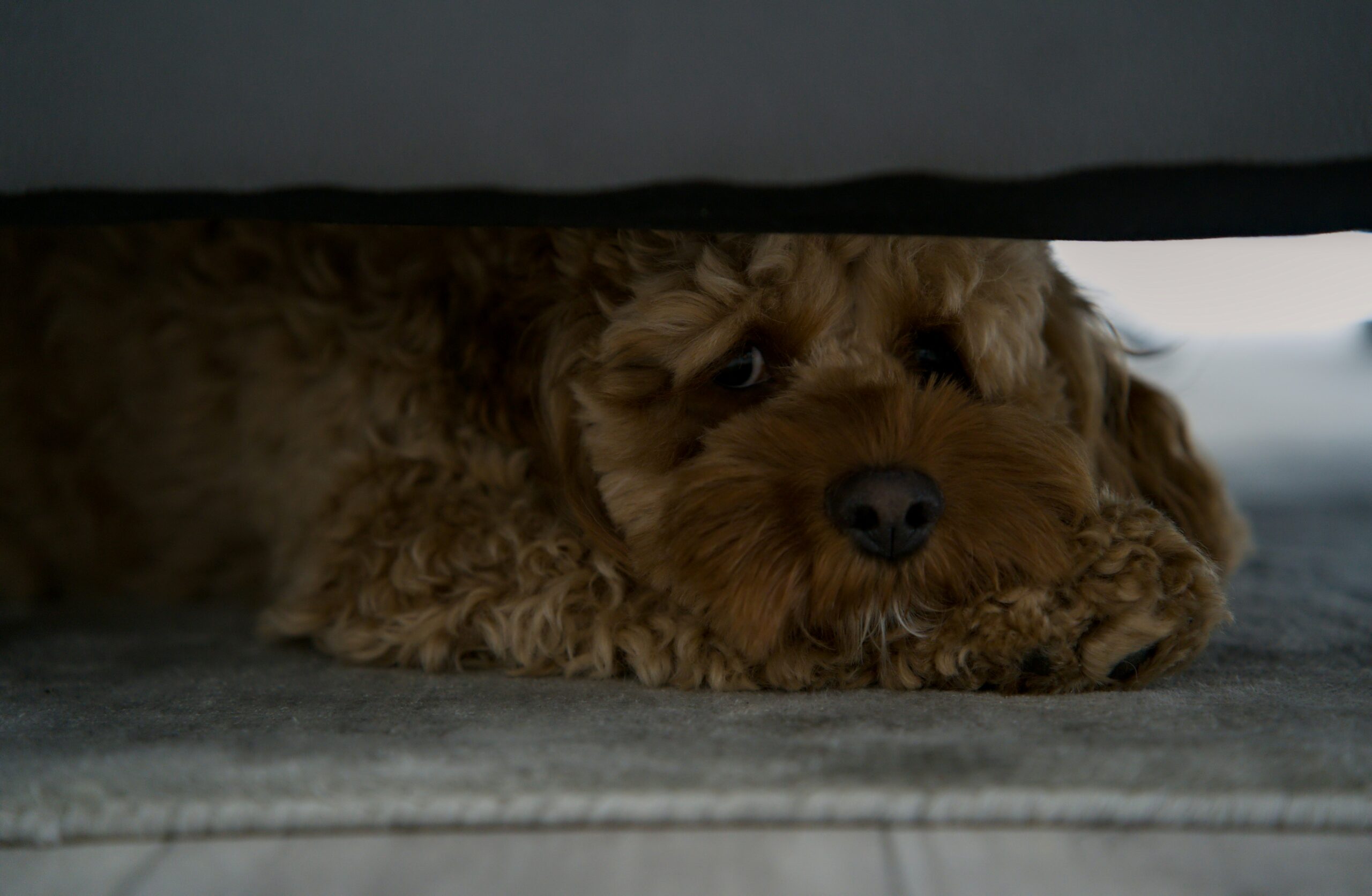 Dog hiding under the sofa during fireworks, a curly-coated dog peering out anxiously from a safe space