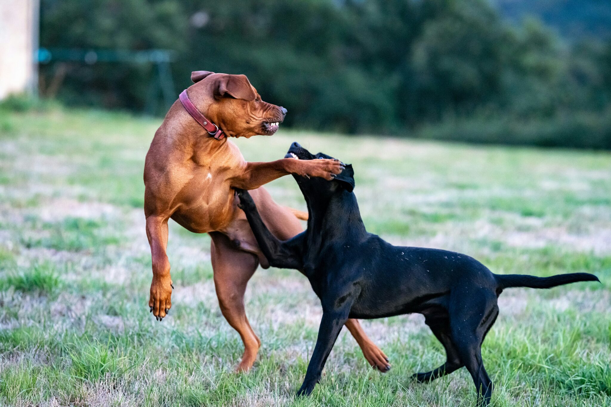 Two reactive off lead dogs training with The Confident K9