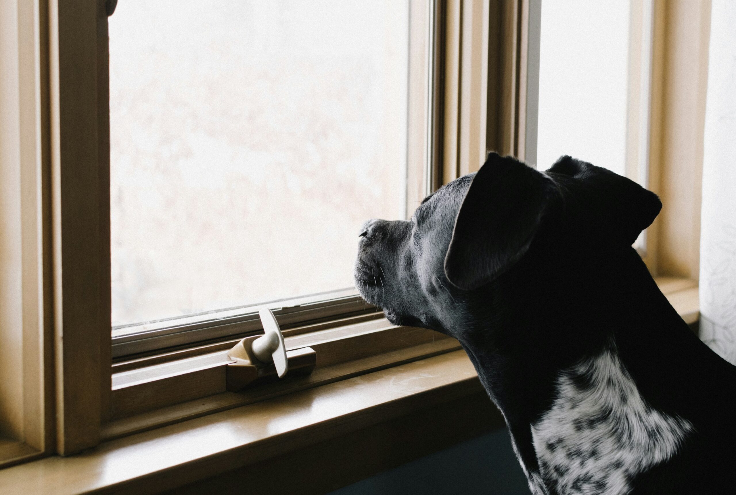 what causes separation anxiety in dogs: a dog waiting alone by the front door . Training with The Confident K9 Kidderminster.