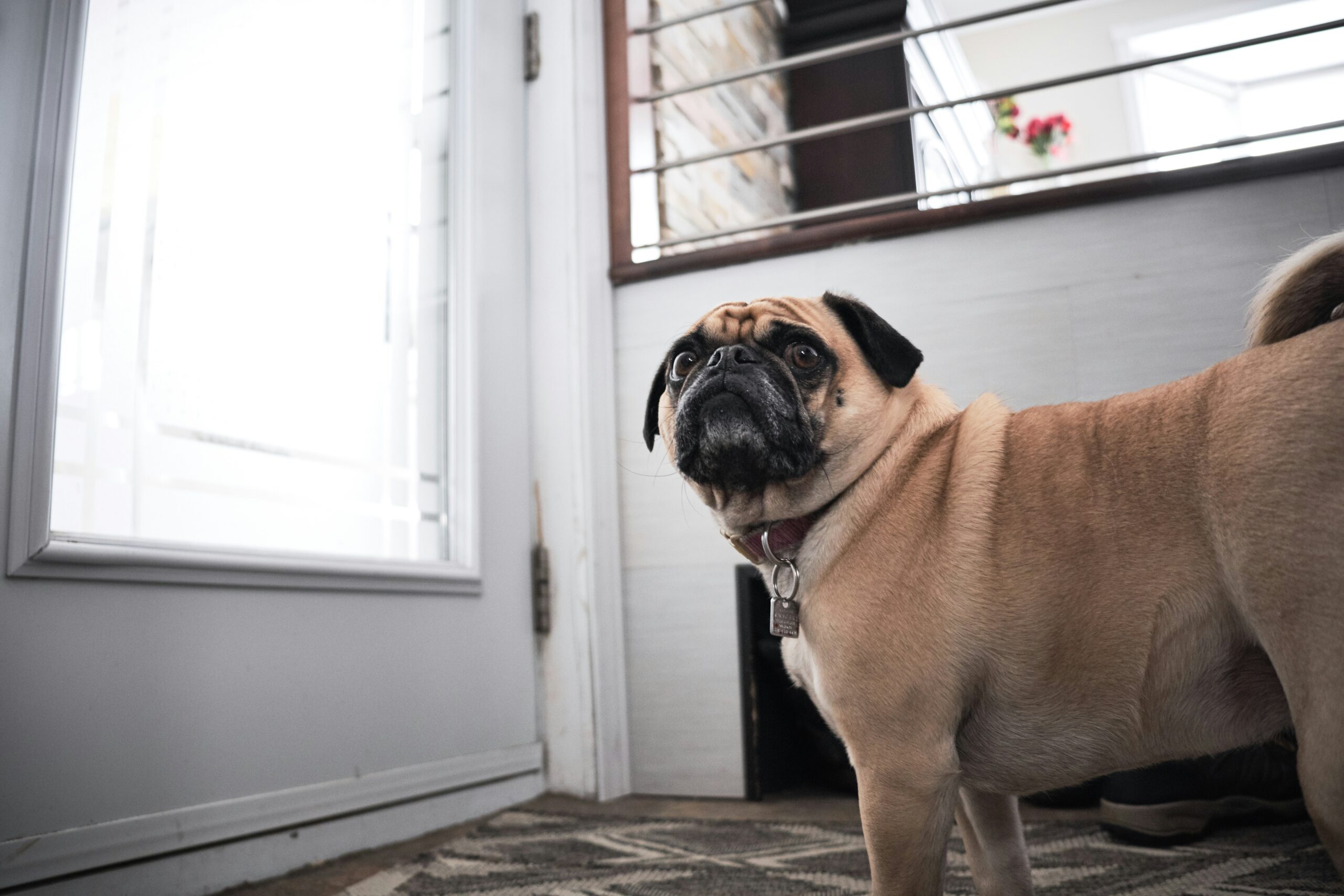 Dog scared of fireworks: a pug standing by the front door at home, looking up anxiously with ears pulled back