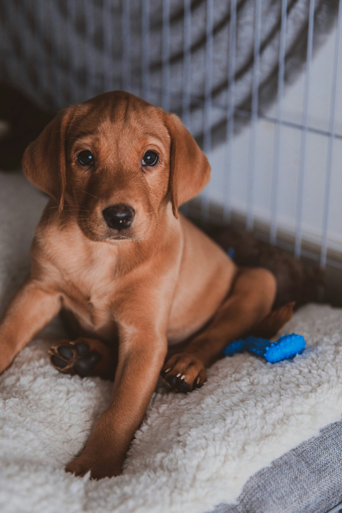 Labrador puppy in crate with toy during a training session in Kidderminster