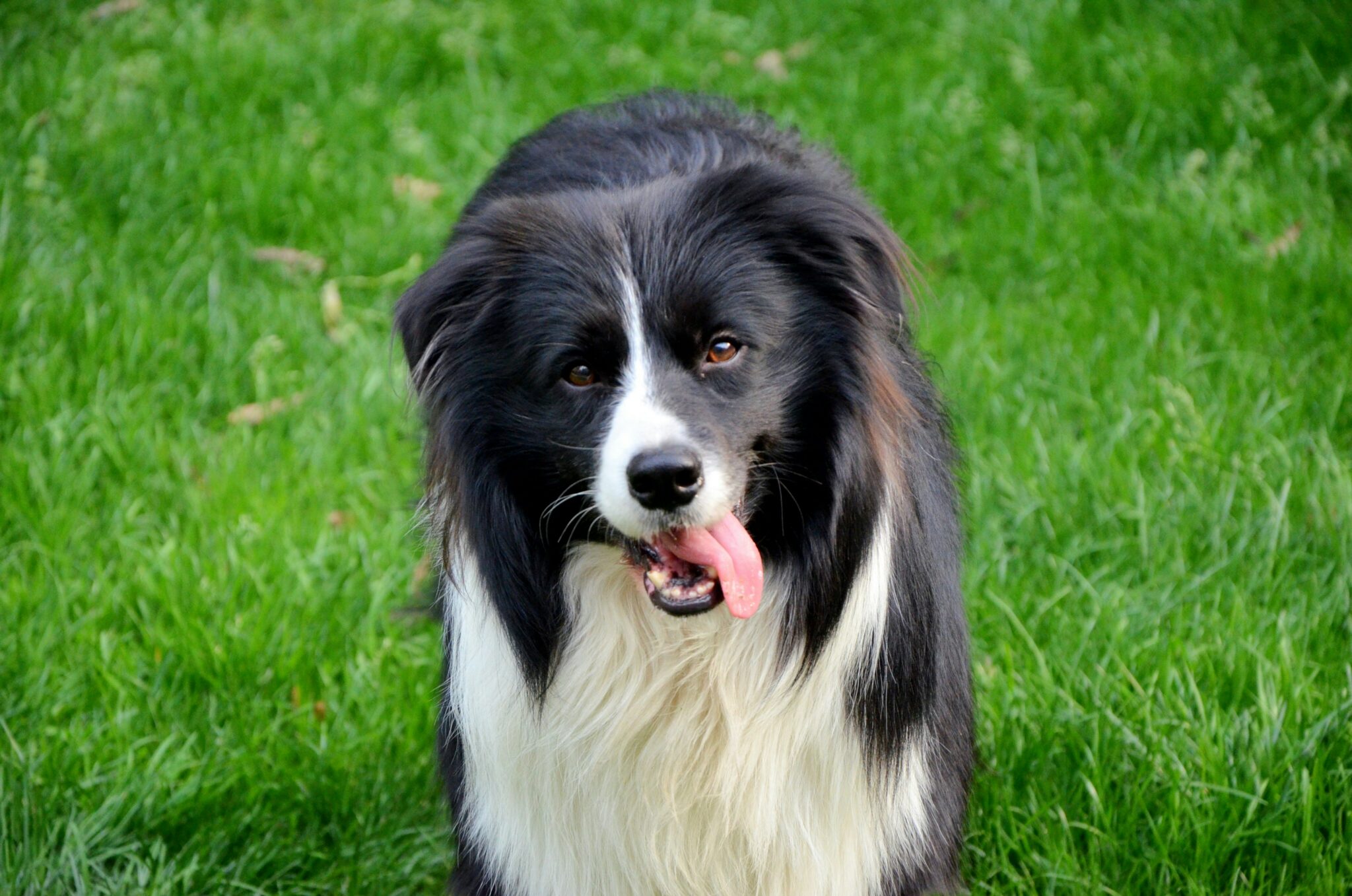dog gut microbiome and behaviour in collie 