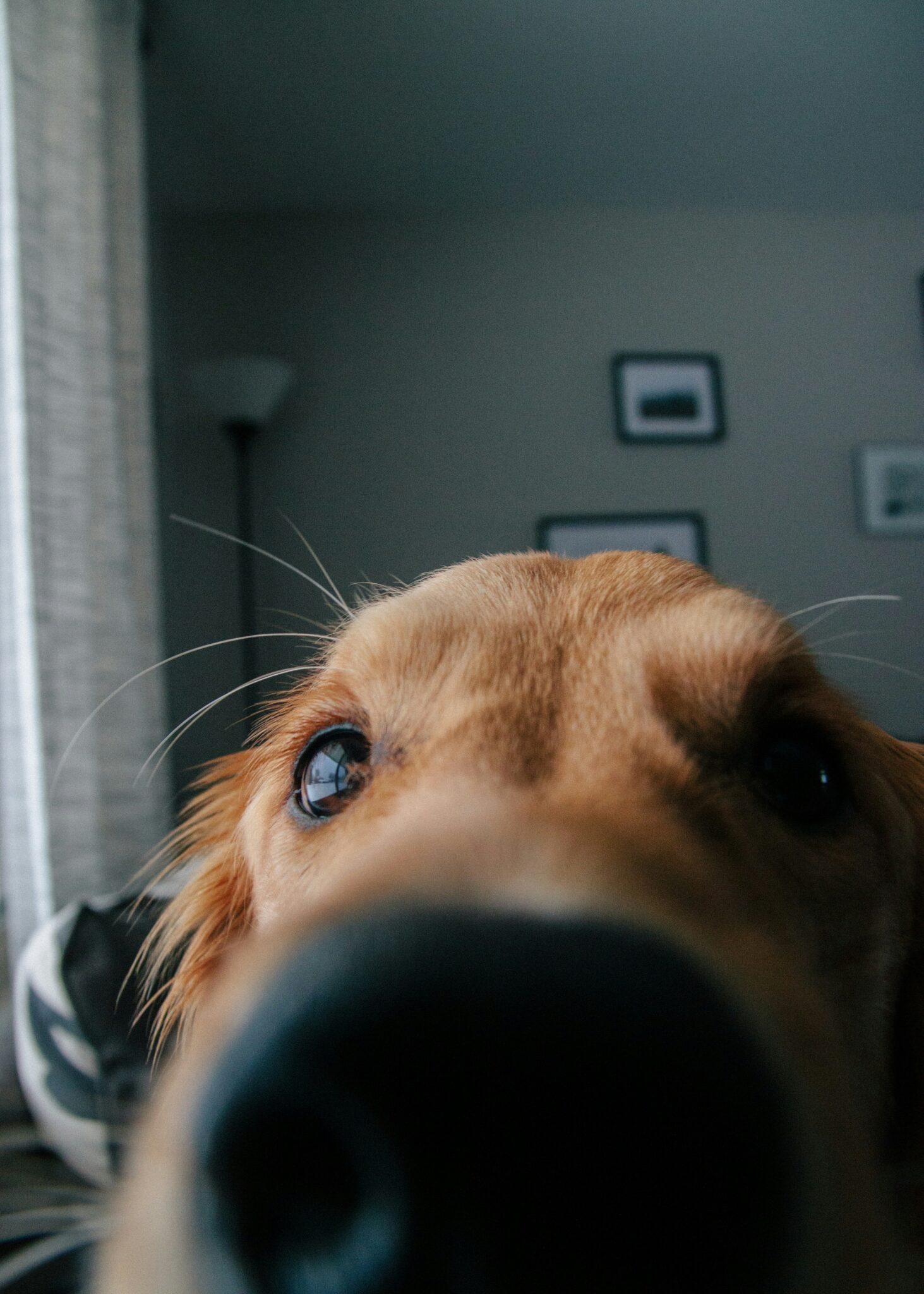 Dog with separation anxiety being watched on indoor camera while training with the Confident K9