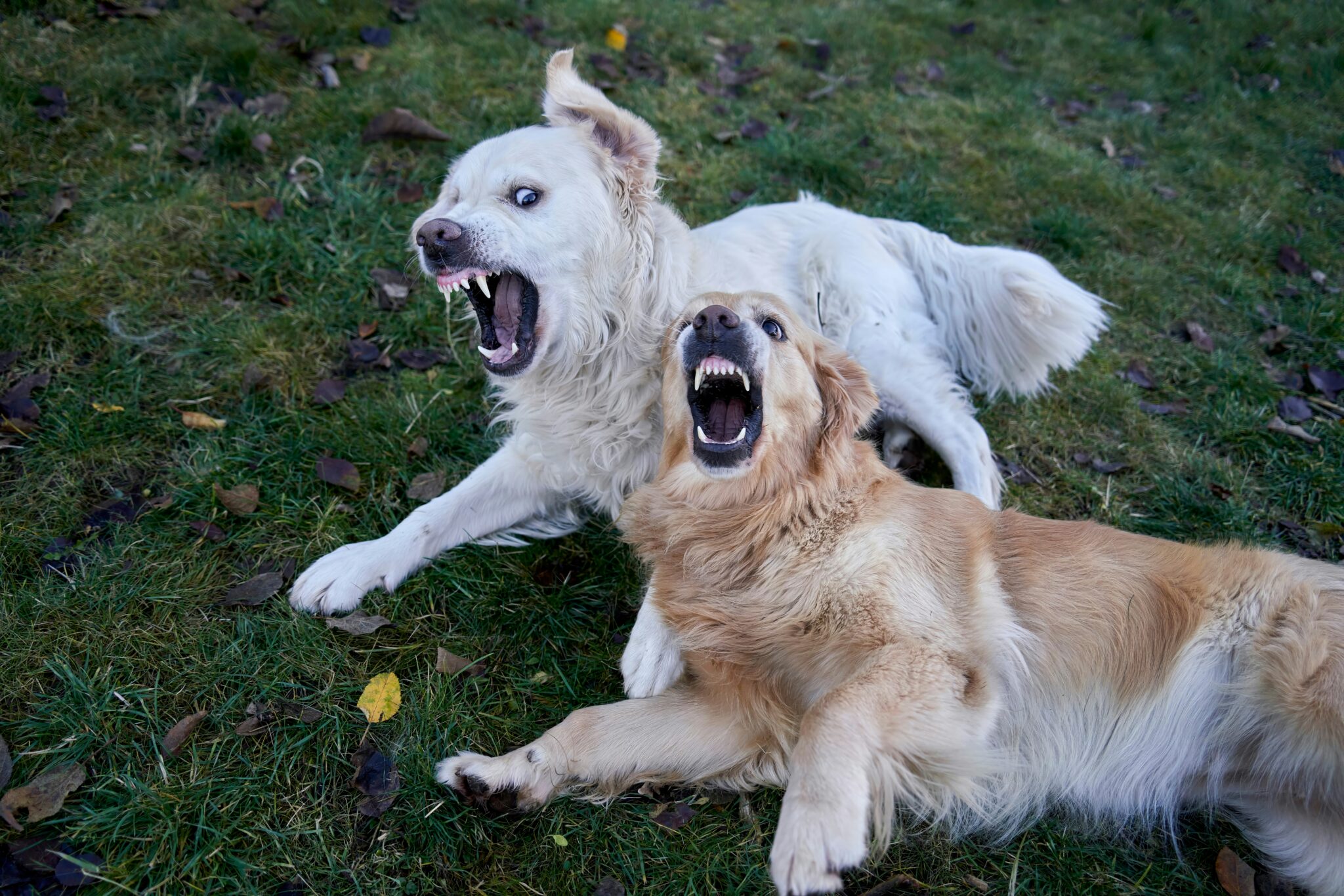 dog showing aggression towards another dog in park — behaviour consultation The Confident K9 Kidderminster