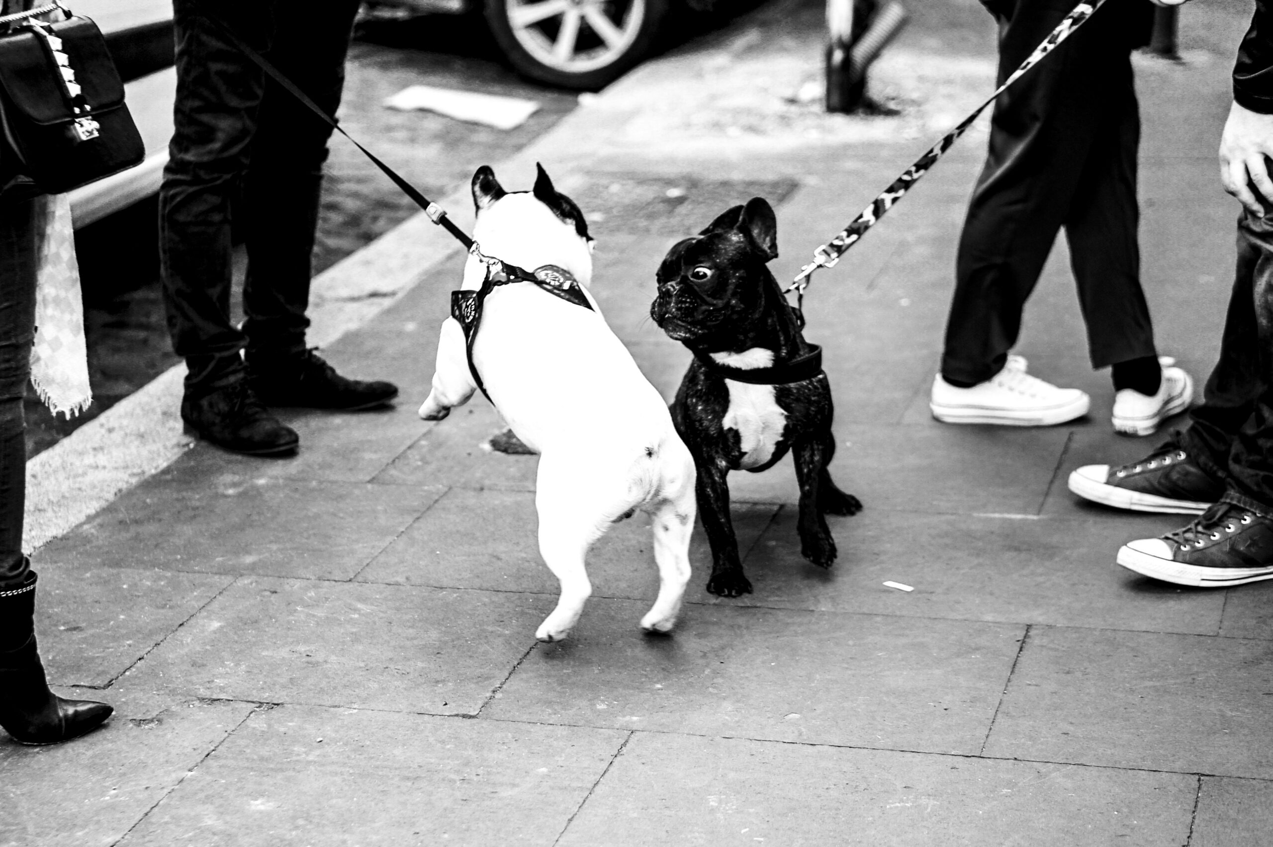 dog showing aggression towards another dog on lead — behaviour consultation The Confident K9 Kidderminster