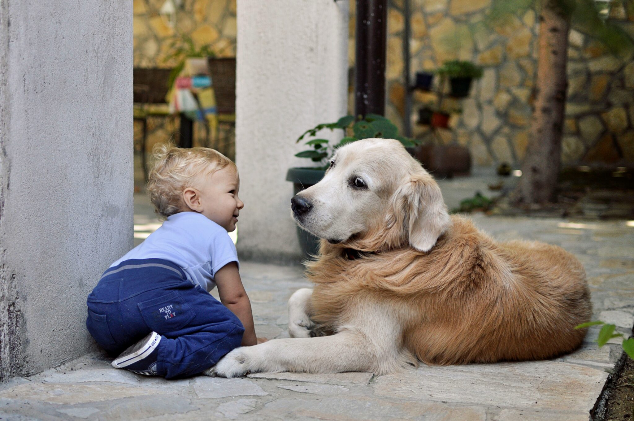 dog resource guarding area next to toddler — behaviour consultation The Confident K9 Kidderminster