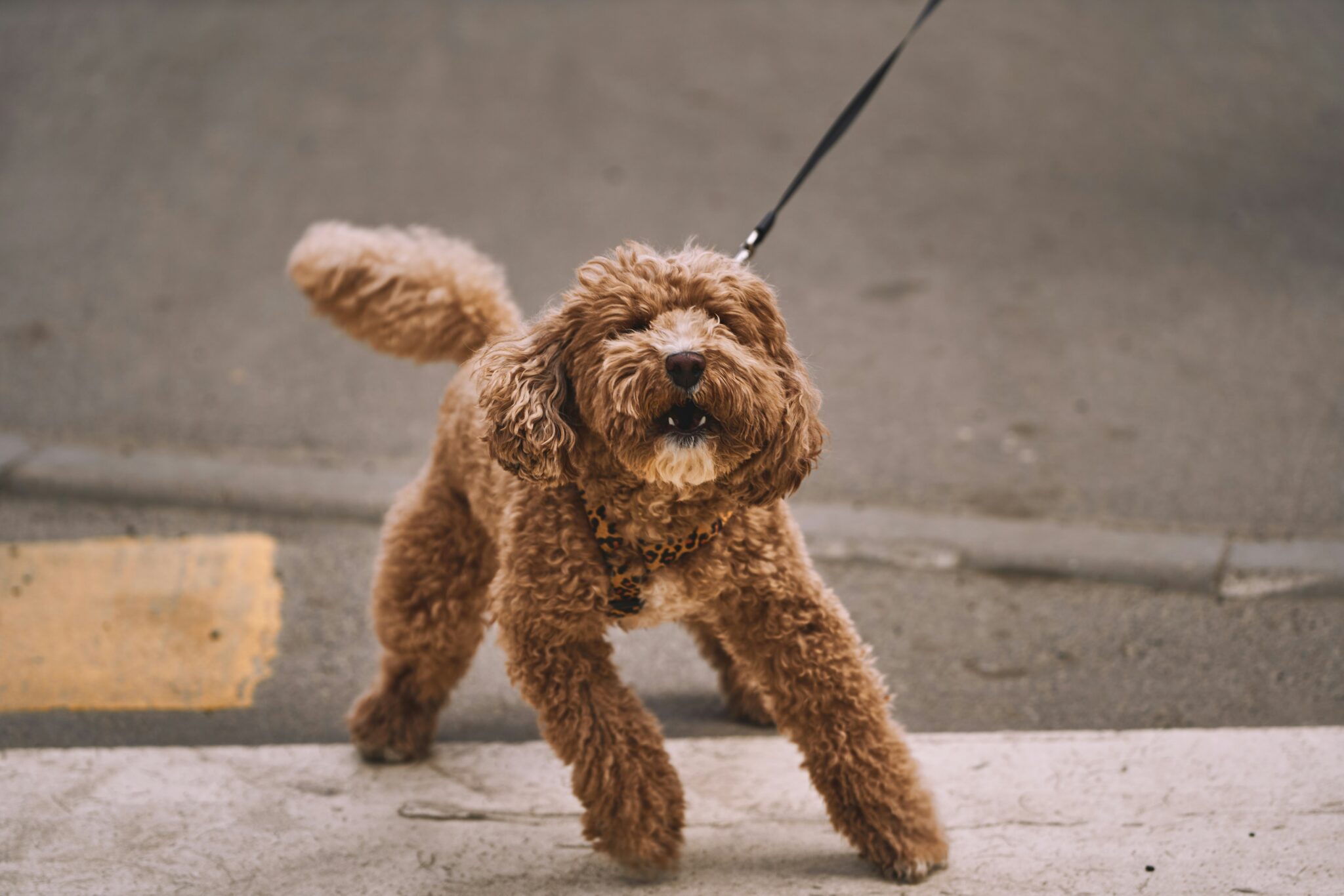dog reactive dog on lead — behaviour consultation The Confident K9 Kidderminster