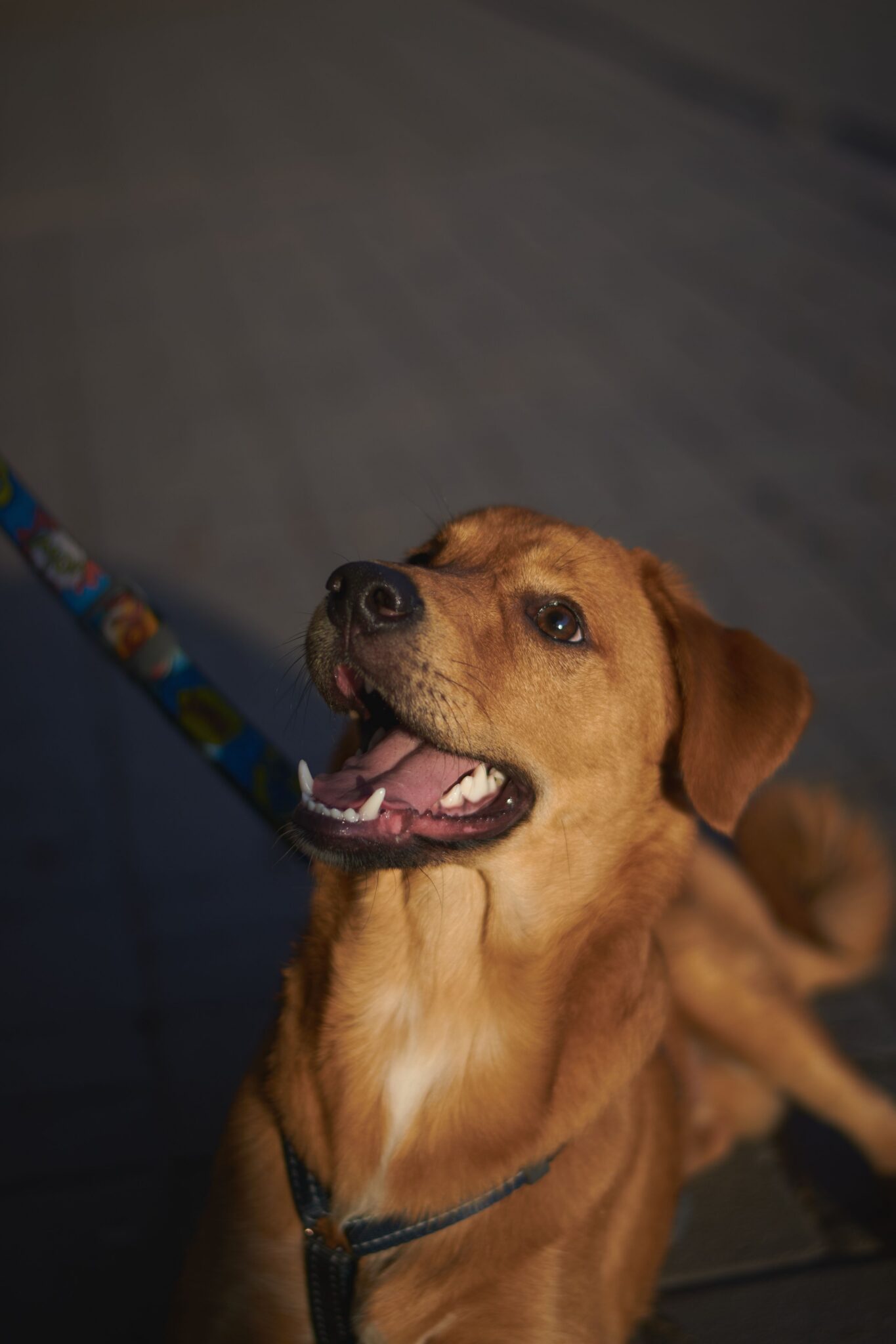 Loose lead walking training session with dog not pulling and calmly focused on owner