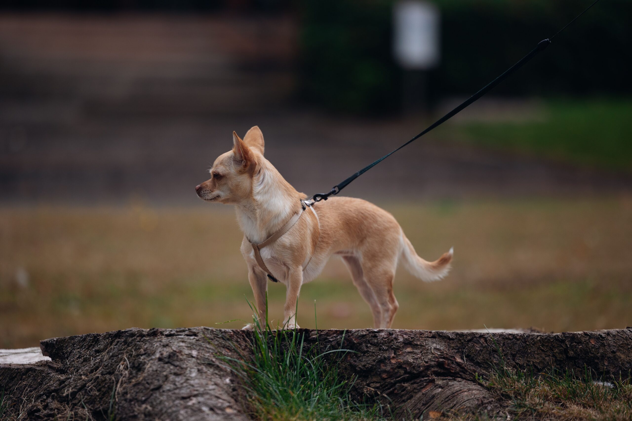loose lead walking: a dog walking calmly beside its owner on a slack lead