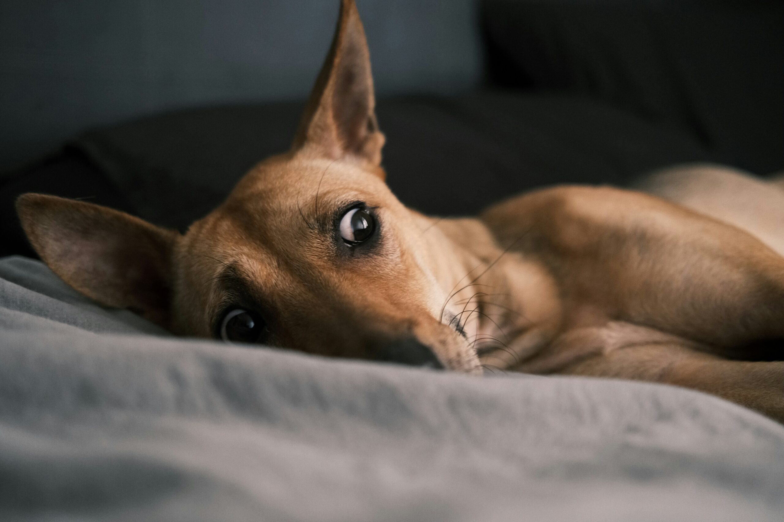 separation anxiety training for dogs: a dog resting calmly at home as the owner leaves