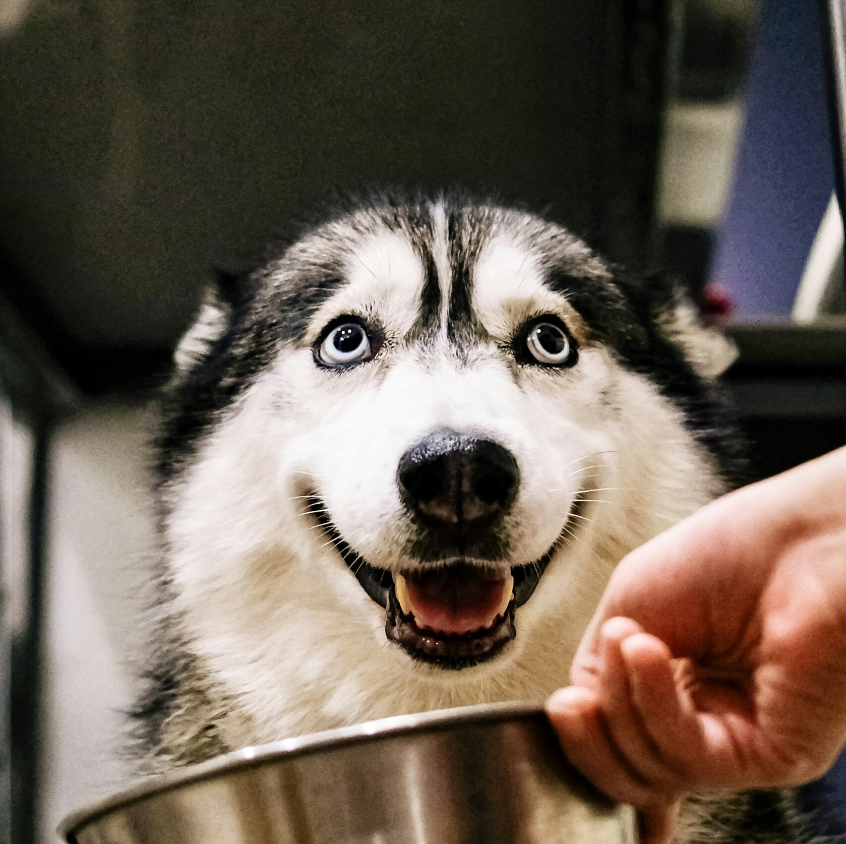 dog resource guarding food bowl around child — behaviour consultation The Confident K9 Kidderminster